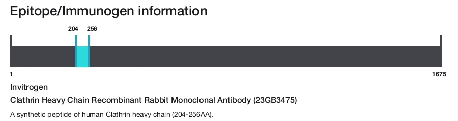 Clathrin Heavy Chain Recombinant Rabbit Monoclonal Antibody (23GB3475)