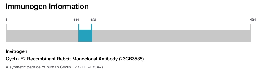 Cyclin E2 Recombinant Rabbit Monoclonal Antibody (23GB3535)