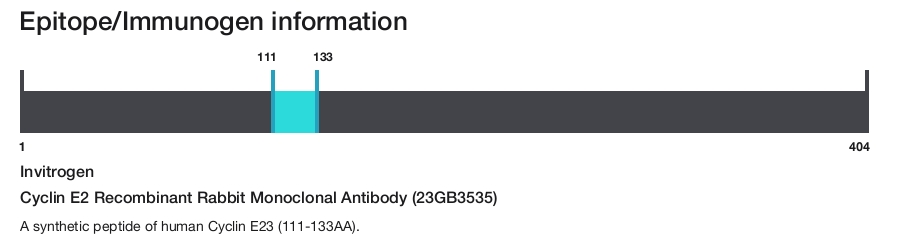 Cyclin E2 Recombinant Rabbit Monoclonal Antibody (23GB3535)