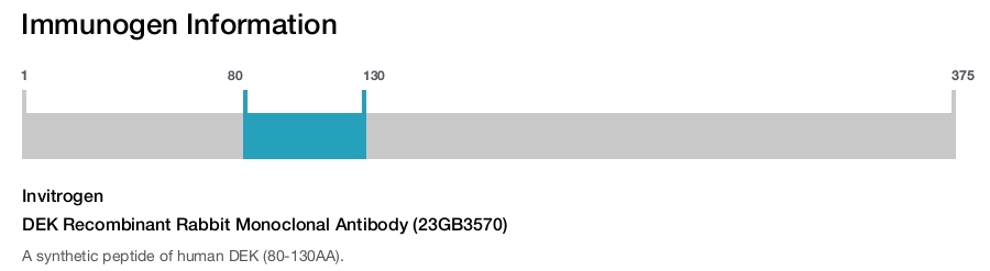 DEK Recombinant Rabbit Monoclonal Antibody (23GB3570)