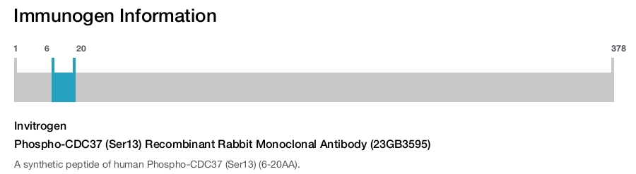Phospho-CDC37 (Ser13) Recombinant Rabbit Monoclonal Antibody (23GB3595)