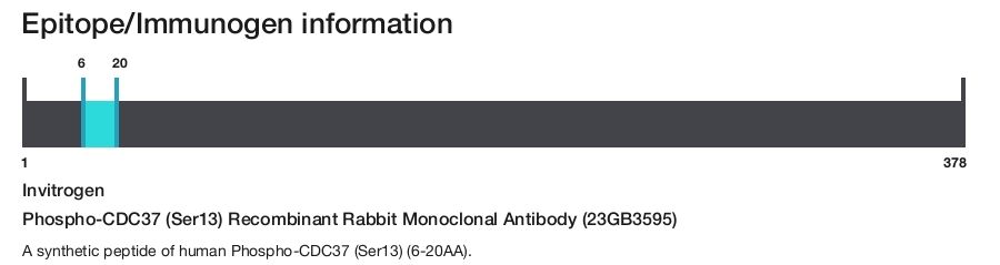 Phospho-CDC37 (Ser13) Recombinant Rabbit Monoclonal Antibody (23GB3595)
