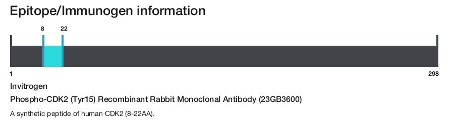 Phospho-CDK2 (Tyr15) Recombinant Rabbit Monoclonal Antibody (23GB3600)