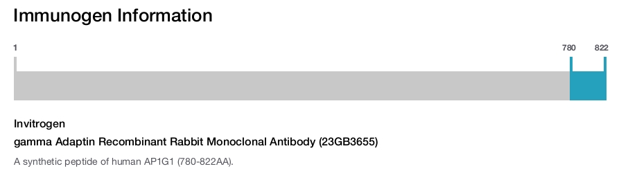 gamma Adaptin Recombinant Rabbit Monoclonal Antibody (23GB3655)