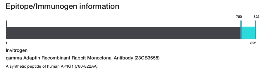 gamma Adaptin Recombinant Rabbit Monoclonal Antibody (23GB3655)
