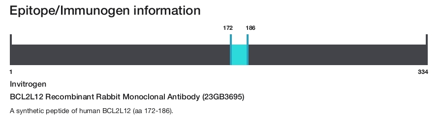 BCL2L12 Recombinant Rabbit Monoclonal Antibody (23GB3695)
