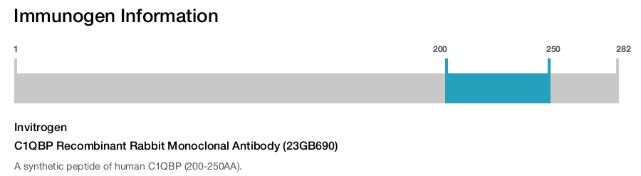 C1QBP Recombinant Rabbit Monoclonal Antibody (23GB690)