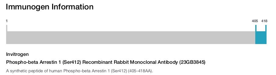 Phospho-beta Arrestin 1 (Ser412) Recombinant Rabbit Monoclonal Antibody (23GB3845)