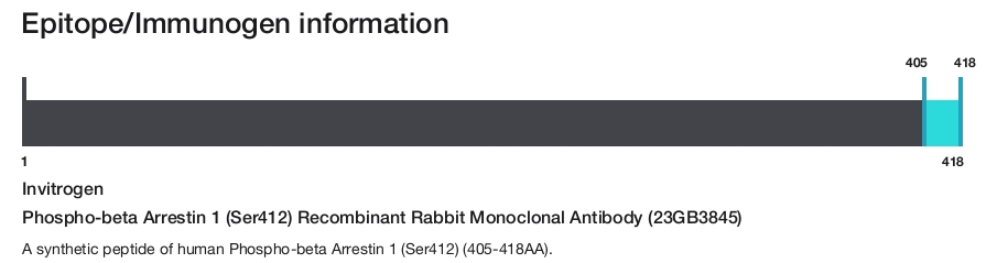 Phospho-beta Arrestin 1 (Ser412) Recombinant Rabbit Monoclonal Antibody (23GB3845)