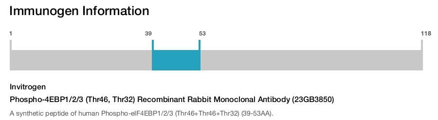 Phospho-4EBP1/2/3 (Thr46, Thr32) Recombinant Rabbit Monoclonal Antibody (23GB3850)