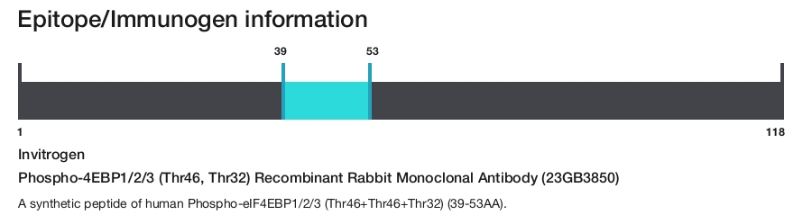 Phospho-4EBP1/2/3 (Thr46, Thr32) Recombinant Rabbit Monoclonal Antibody (23GB3850)