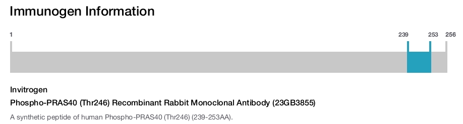 Phospho-PRAS40 (Thr246) Recombinant Rabbit Monoclonal Antibody (23GB3855)