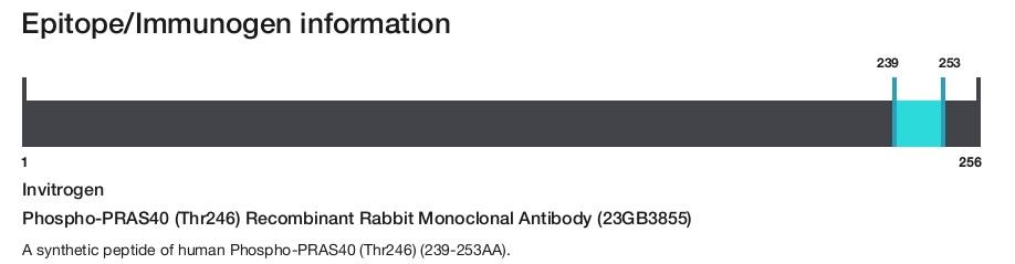 Phospho-PRAS40 (Thr246) Recombinant Rabbit Monoclonal Antibody (23GB3855)