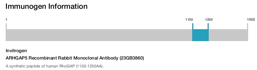 ARHGAP5 Recombinant Rabbit Monoclonal Antibody (23GB3860)