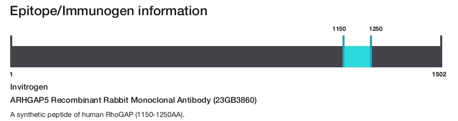 ARHGAP5 Recombinant Rabbit Monoclonal Antibody (23GB3860)