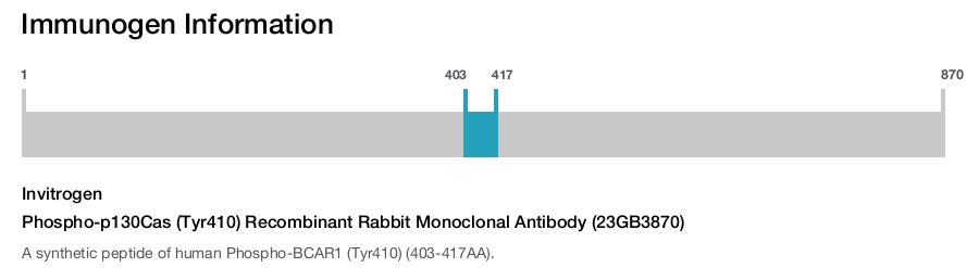 Phospho-p130Cas (Tyr410) Recombinant Rabbit Monoclonal Antibody (23GB3870)