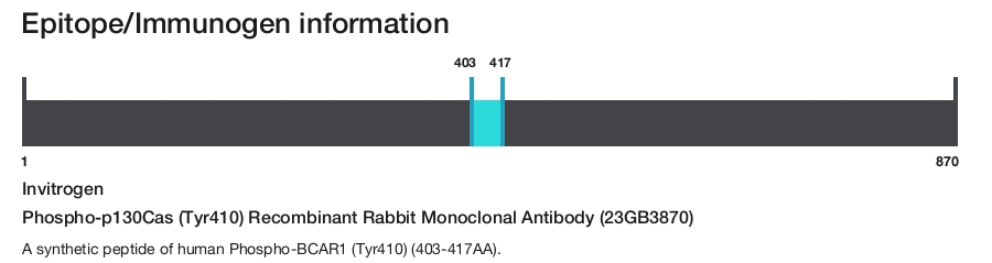 Phospho-p130Cas (Tyr410) Recombinant Rabbit Monoclonal Antibody (23GB3870)
