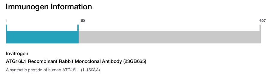 ATG16L1 Recombinant Rabbit Monoclonal Antibody (23GB665)