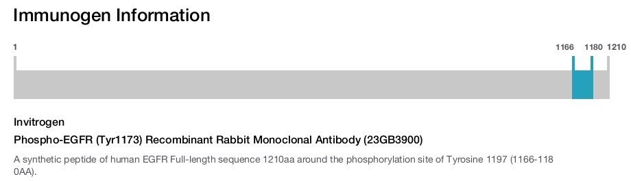 Phospho-EGFR (Tyr1173) Recombinant Rabbit Monoclonal Antibody (23GB3900)