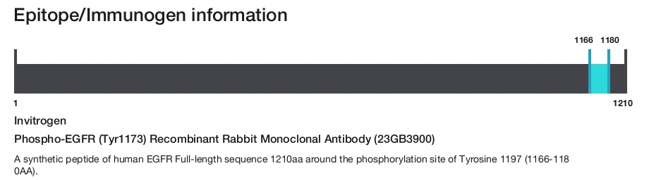 Phospho-EGFR (Tyr1173) Recombinant Rabbit Monoclonal Antibody (23GB3900)