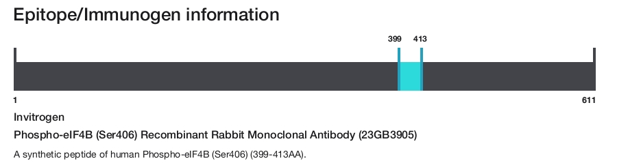 Phospho-eIF4B (Ser406) Recombinant Rabbit Monoclonal Antibody (23GB3905)