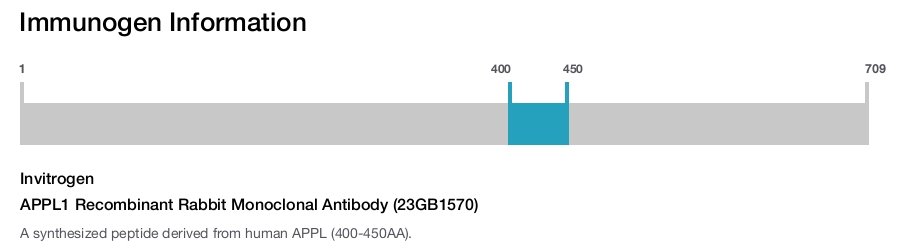 APPL1 Recombinant Rabbit Monoclonal Antibody (23GB1570)