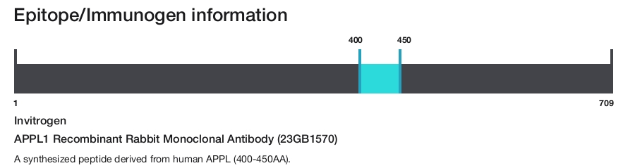 APPL1 Recombinant Rabbit Monoclonal Antibody (23GB1570)