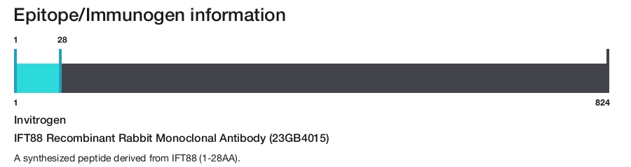 IFT88 Recombinant Rabbit Monoclonal Antibody (23GB4015)
