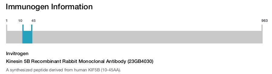 Kinesin 5B Recombinant Rabbit Monoclonal Antibody (23GB4030)