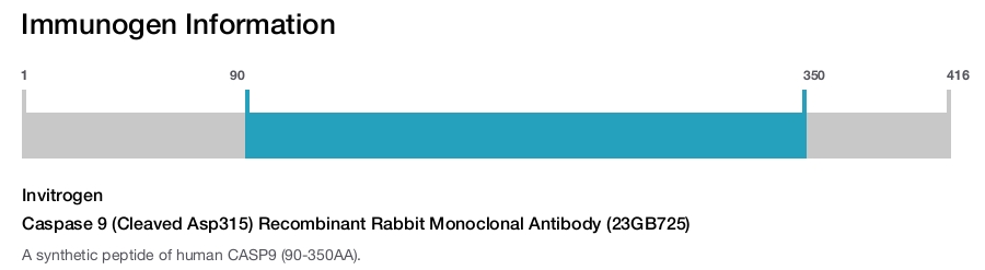 Caspase 9 (Cleaved Asp315) Recombinant Rabbit Monoclonal Antibody (23GB725)
