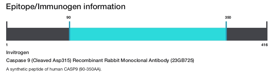 Caspase 9 (Cleaved Asp315) Recombinant Rabbit Monoclonal Antibody (23GB725)