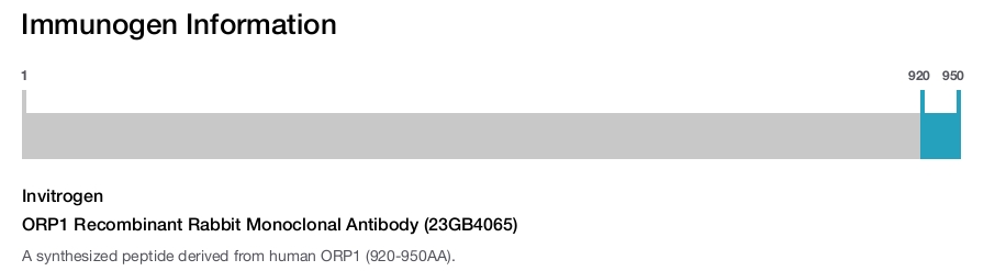 ORP1 Recombinant Rabbit Monoclonal Antibody (23GB4065)