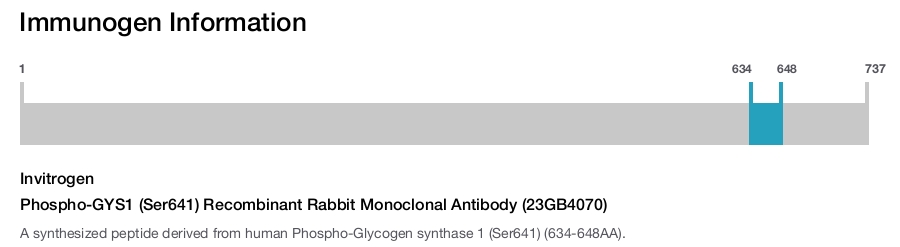 Phospho-GYS1 (Ser641) Recombinant Rabbit Monoclonal Antibody (23GB4070)