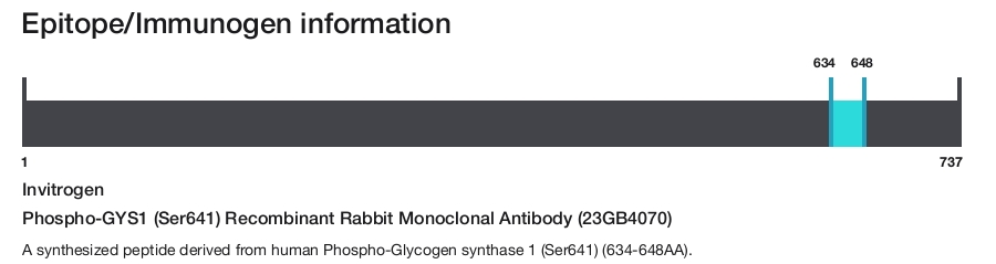 Phospho-GYS1 (Ser641) Recombinant Rabbit Monoclonal Antibody (23GB4070)