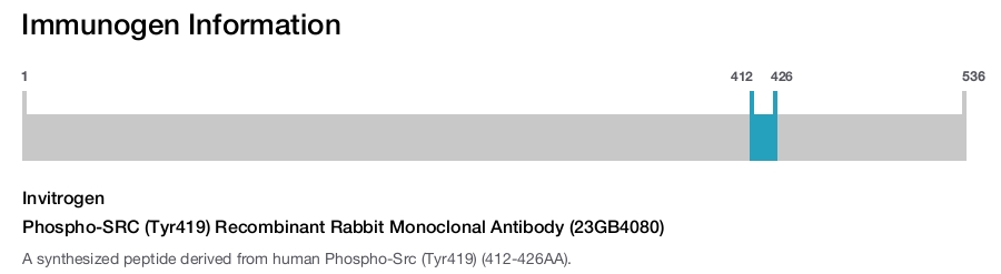 Phospho-SRC (Tyr419) Recombinant Rabbit Monoclonal Antibody (23GB4080)