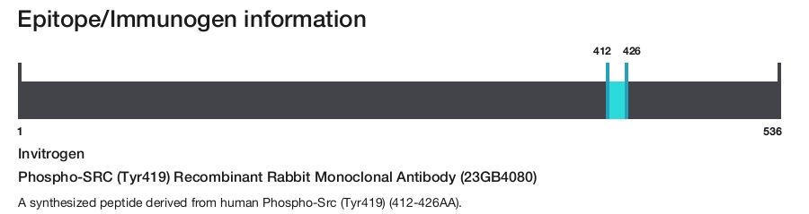 Phospho-SRC (Tyr419) Recombinant Rabbit Monoclonal Antibody (23GB4080)