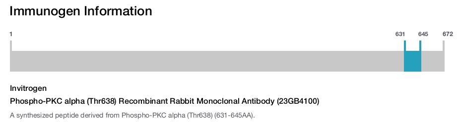 Phospho-PKC alpha (Thr638) Recombinant Rabbit Monoclonal Antibody (23GB4100)
