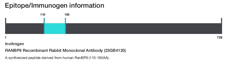 RANBP9 Recombinant Rabbit Monoclonal Antibody (23GB4120)