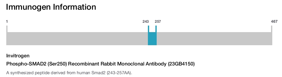 Phospho-SMAD2 (Ser250) Recombinant Rabbit Monoclonal Antibody (23GB4150)