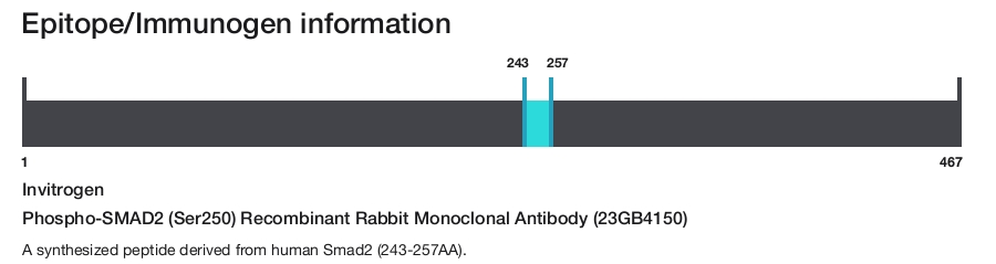 Phospho-SMAD2 (Ser250) Recombinant Rabbit Monoclonal Antibody (23GB4150)