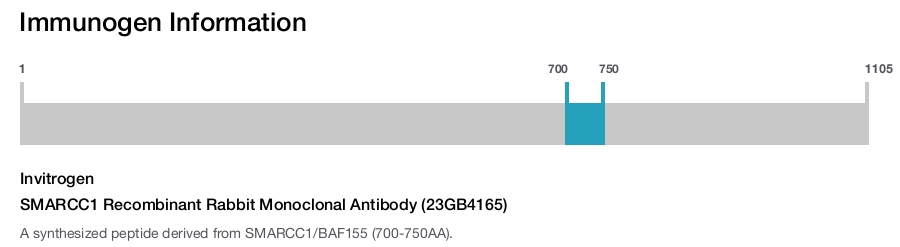SMARCC1 Recombinant Rabbit Monoclonal Antibody (23GB4165)