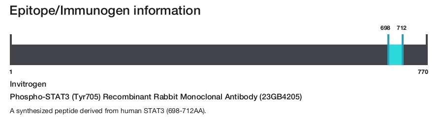 Phospho-STAT3 (Tyr705) Recombinant Rabbit Monoclonal Antibody (23GB4205)