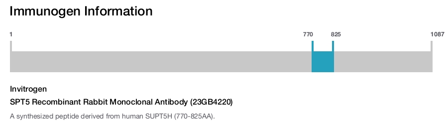 SPT5 Recombinant Rabbit Monoclonal Antibody (23GB4220)