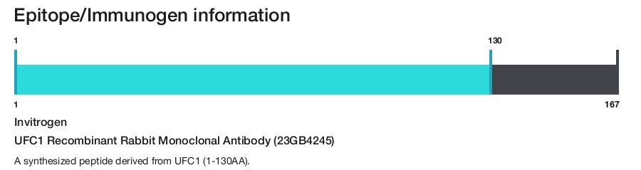 UFC1 Recombinant Rabbit Monoclonal Antibody (23GB4245)