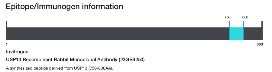 USP13 Recombinant Rabbit Monoclonal Antibody (23GB4250)
