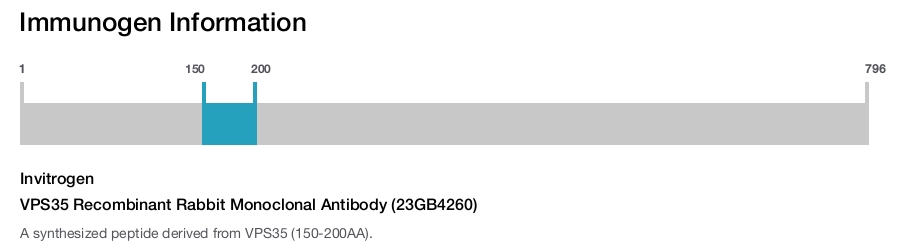 VPS35 Recombinant Rabbit Monoclonal Antibody (23GB4260)