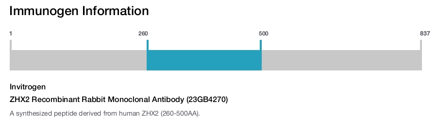ZHX2 Recombinant Rabbit Monoclonal Antibody (23GB4270)