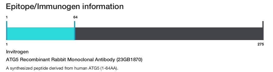 ATG5 Recombinant Rabbit Monoclonal Antibody (23GB1870)
