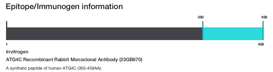 ATG4C Recombinant Rabbit Monoclonal Antibody (23GB670)