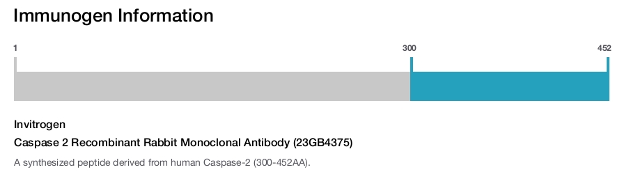 Caspase 2 Recombinant Rabbit Monoclonal Antibody (23GB4375)